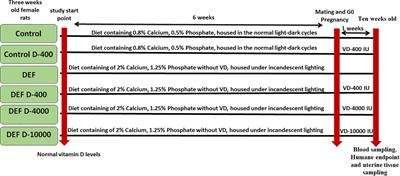 Vitamin D Supplementation Improves Uterine Receptivity in a Rat Model of Vitamin D Deficiency: A Possible Role of HOXA-10/FKBP52 Axis